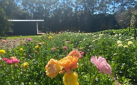 Flower Farm Tamborine Mountain